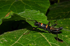 Monticomorpha flavolimbata