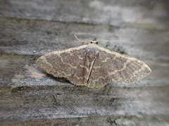 Lophophleps triangularis