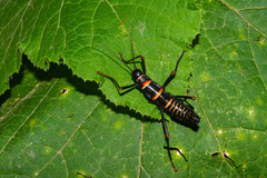 Monticomorpha flavolimbata