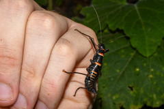 Monticomorpha flavolimbata