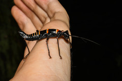 Monticomorpha flavolimbata