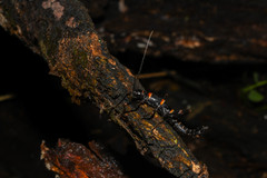 Monticomorpha flavolimbata