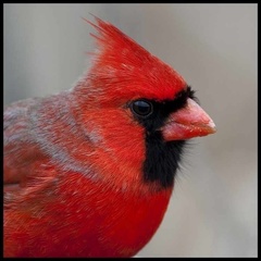 Cardinalis