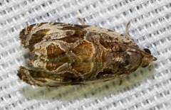 Olethreutes permundana
