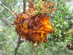 Gymnosporangium juniperi