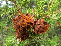 Gymnosporangium juniperi