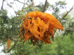 Gymnosporangium juniperi