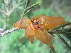 Gymnosporangium juniperi