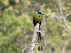Momotus aequatorialis