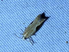 Pseudexentera costomaculana