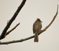 Elaenia flavogaster