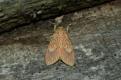 Barsine germana · iNaturalist