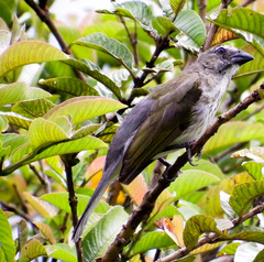 Saltator striatipectus
