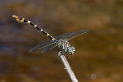 Phyllogomphoides stigmatus