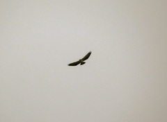 Buteo brachyurus