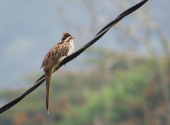 Tapera naevia