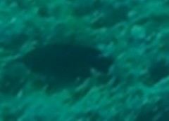 Neoglyphidodon melas