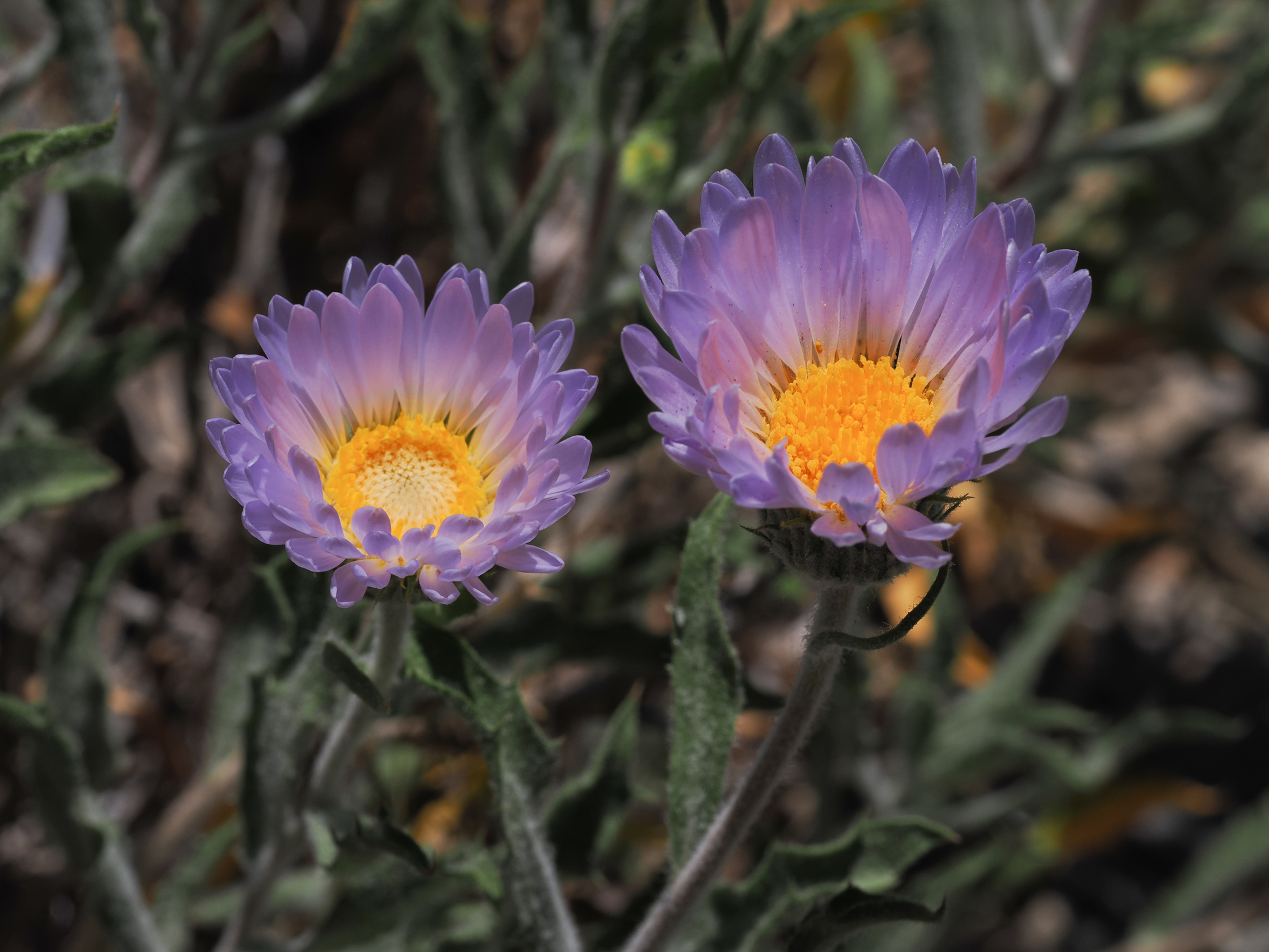 Xylorhiza tortifolia var. tortifolia