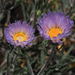 Mojave Woodyaster - Photo (c) David Greenberger, some rights reserved (CC BY-NC-ND), uploaded by David Greenberger