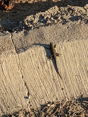 Sceloporus occidentalis