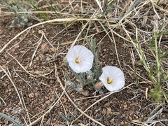 Convolvulus ammannii