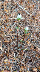 Gentianella chathamica