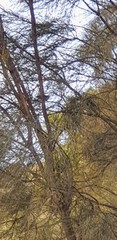 Rhipidura albiscapa