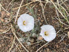 Convolvulus ammannii