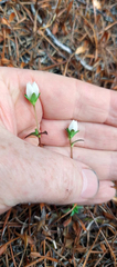 Gentianella chathamica