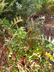 Banksia gardneri