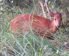 Cephalophorus natalensis natalensis