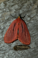 Arctioblepsis rubida