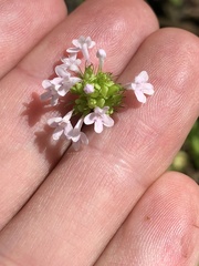 Plectritis congesta brachystemon