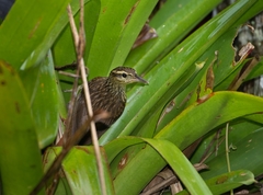 Cichlocolaptes leucophrus