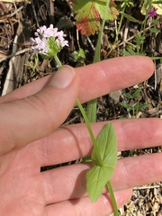 Plectritis congesta brachystemon