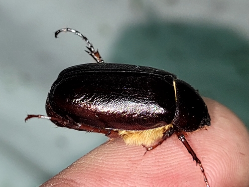 Cranberry white grub