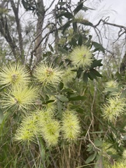 Melaleuca viridiflora