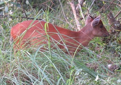 Cephalophorus natalensis natalensis