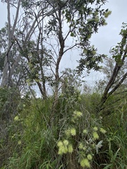 Melaleuca viridiflora