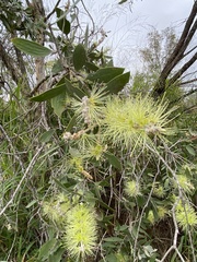 Melaleuca viridiflora