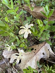 Exobasidium oxycocci