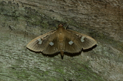 Nosophora