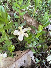 Exobasidium oxycocci