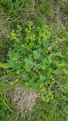 Alchemilla subcrenata