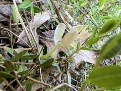 Exobasidium oxycocci