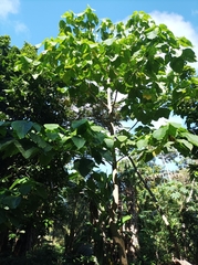 Endospermum medullosum