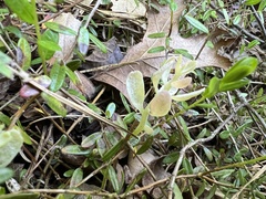 Exobasidium oxycocci