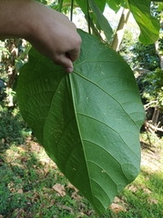 Endospermum medullosum