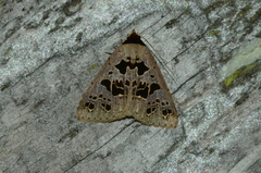 Anoba pectinata