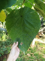 Endospermum medullosum